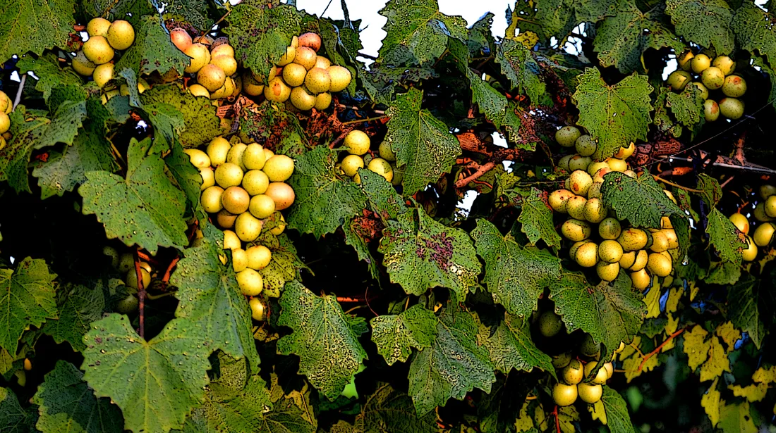 Grapes Cc 2
