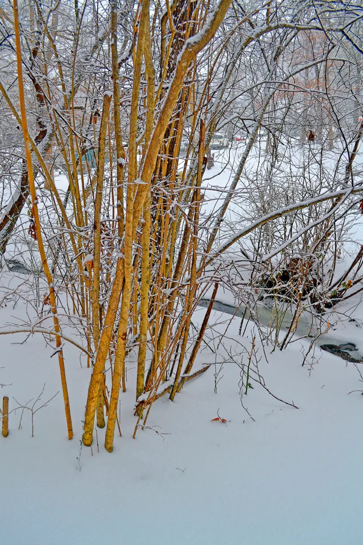 Yard Snow 12