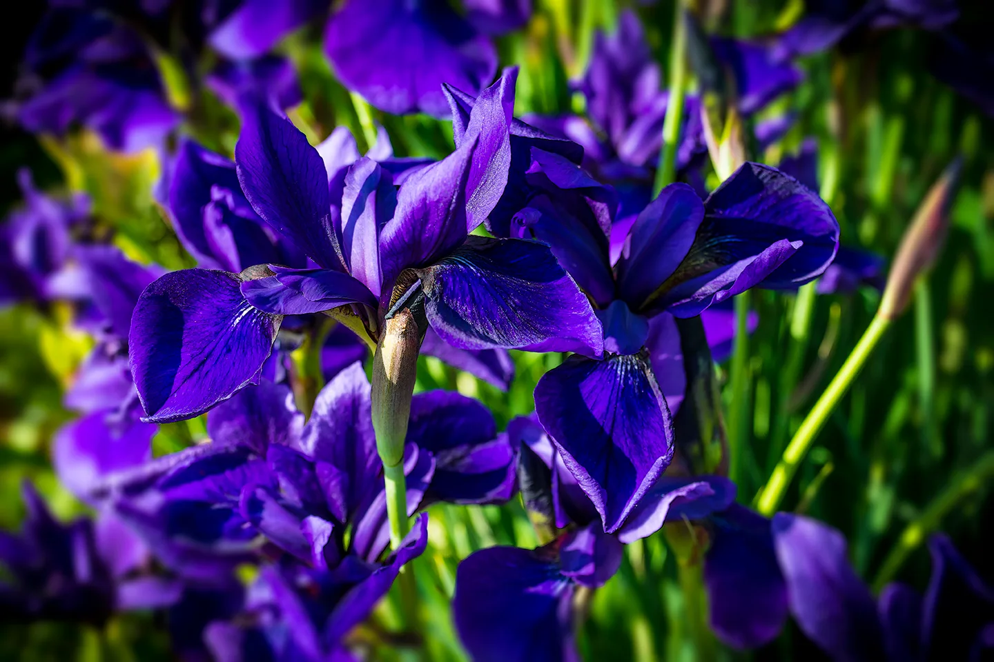 Iris 2