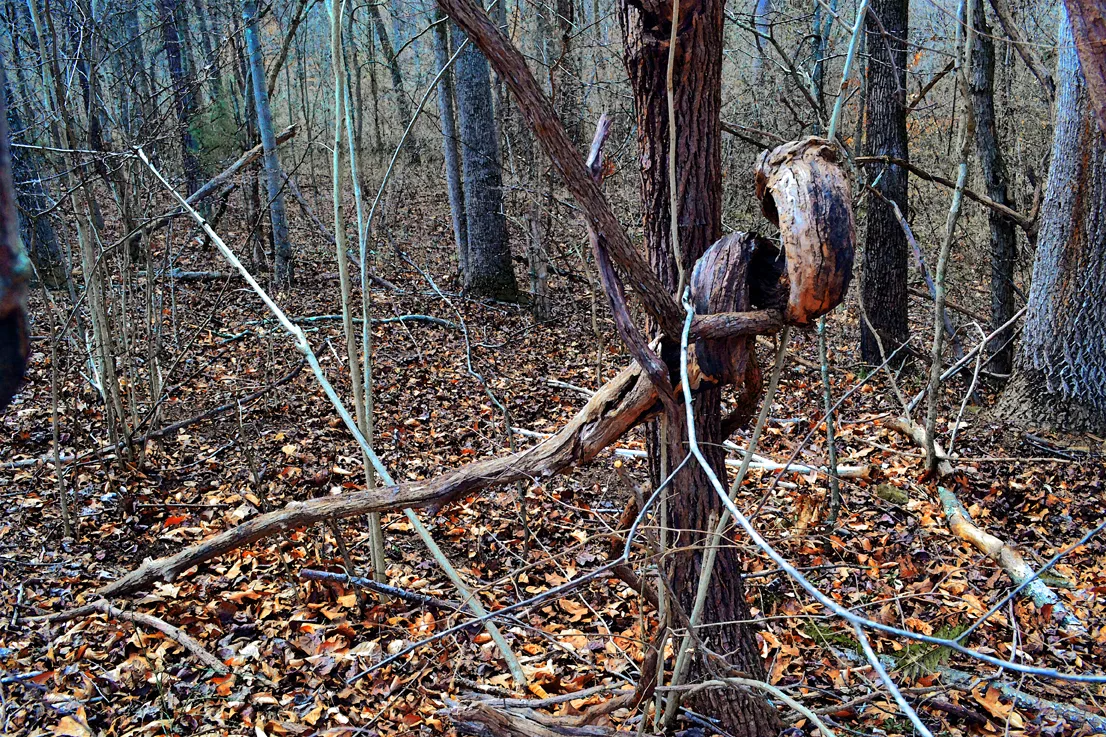 Tree Roots 3