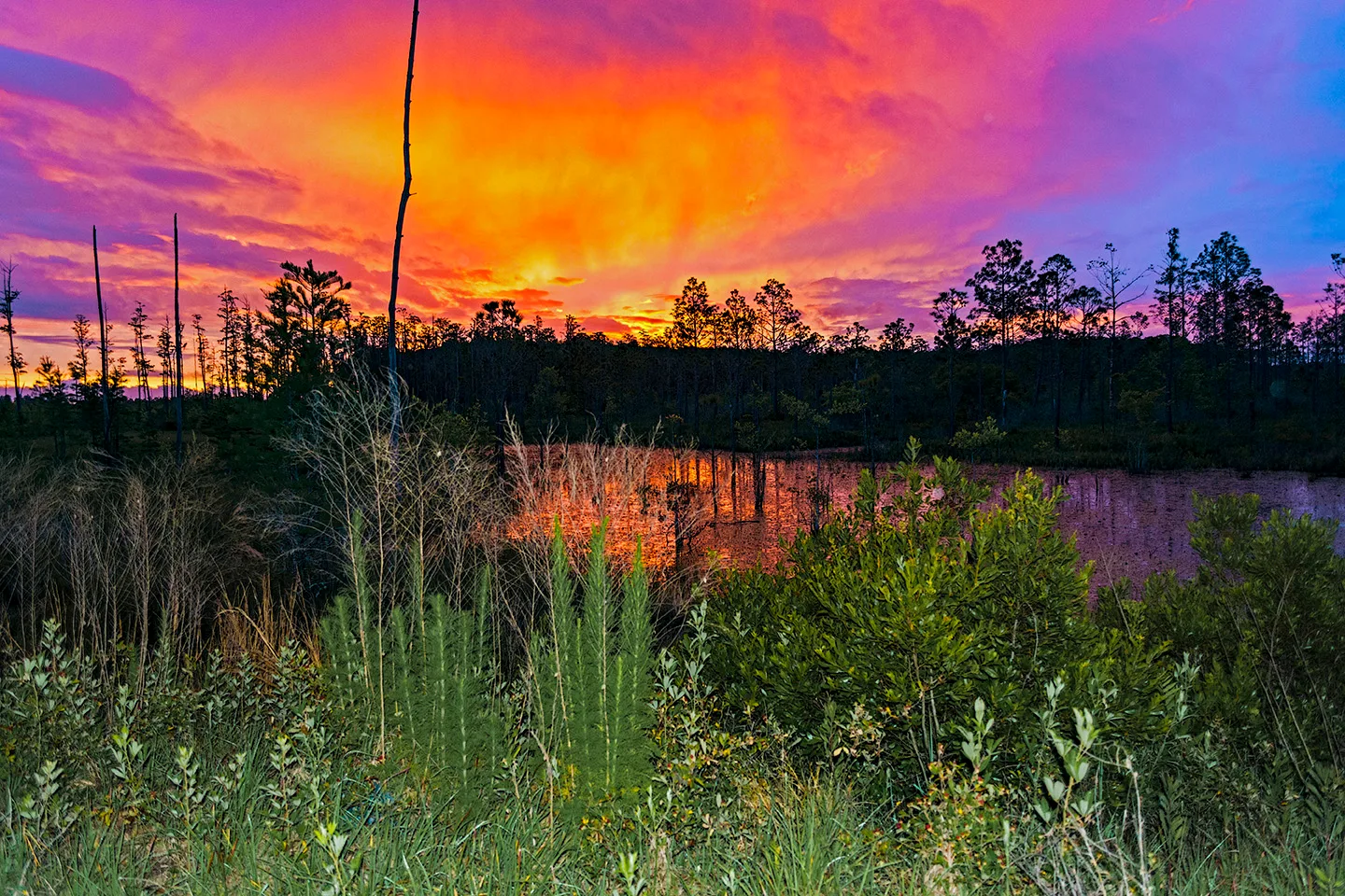 Flswamp 4