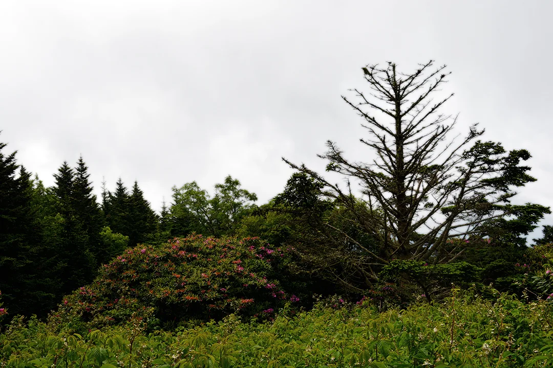 Roan Trail 4