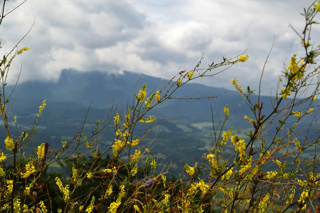 Yellow Flowers