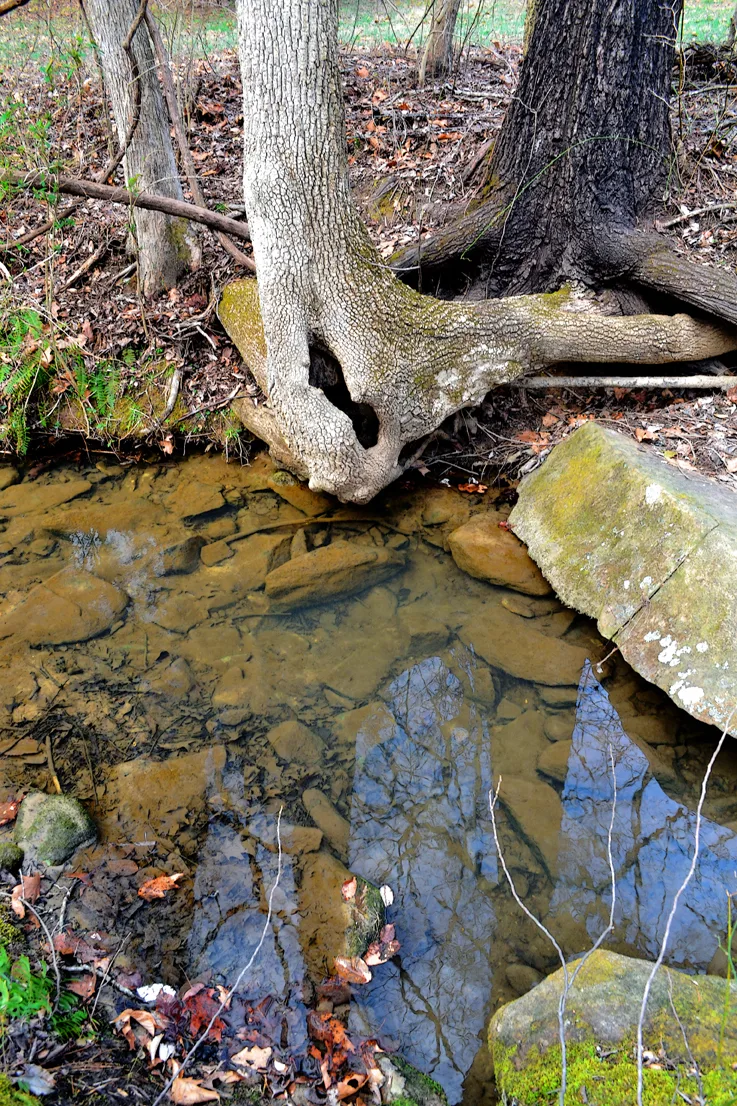 Tree Trunks 2
