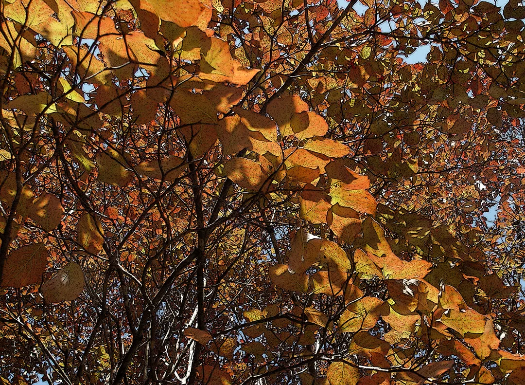 Autumn Poster Wc