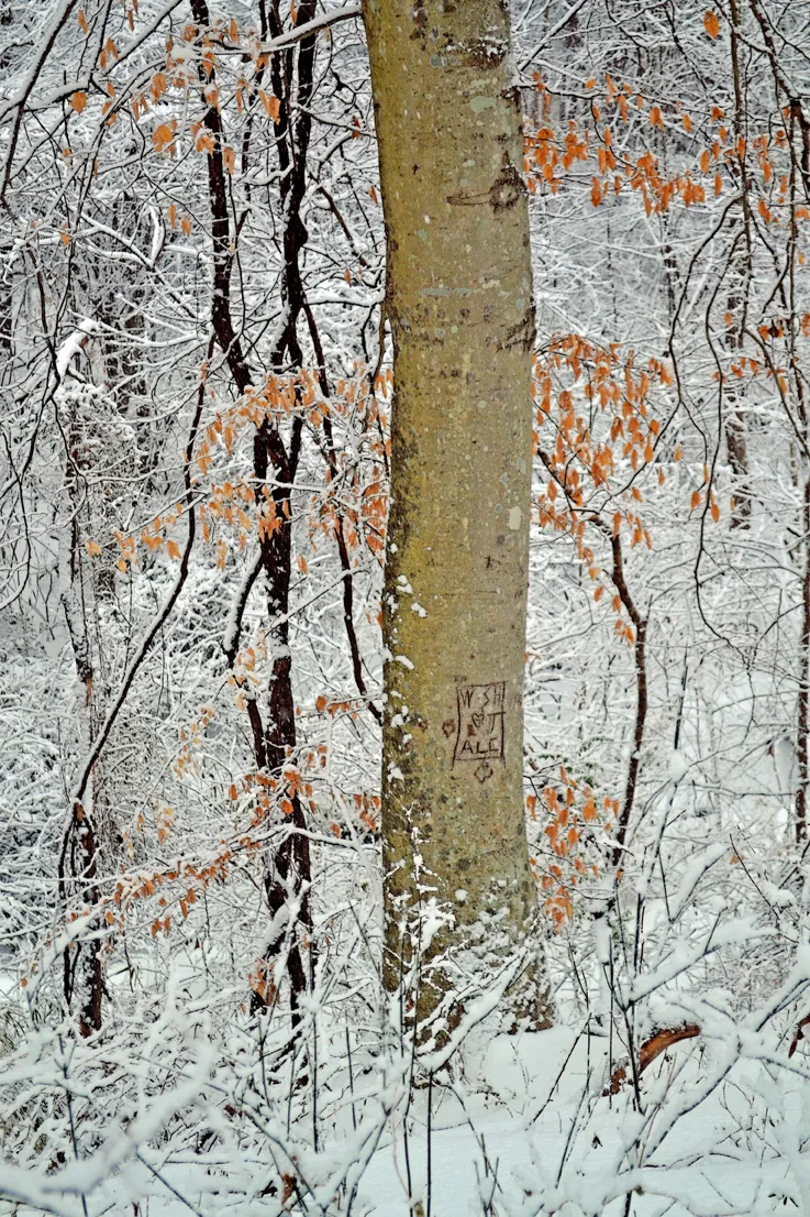 Love Tree