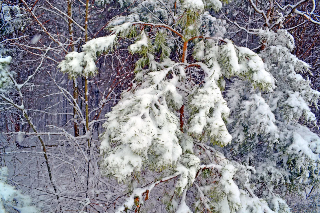 Big Tree