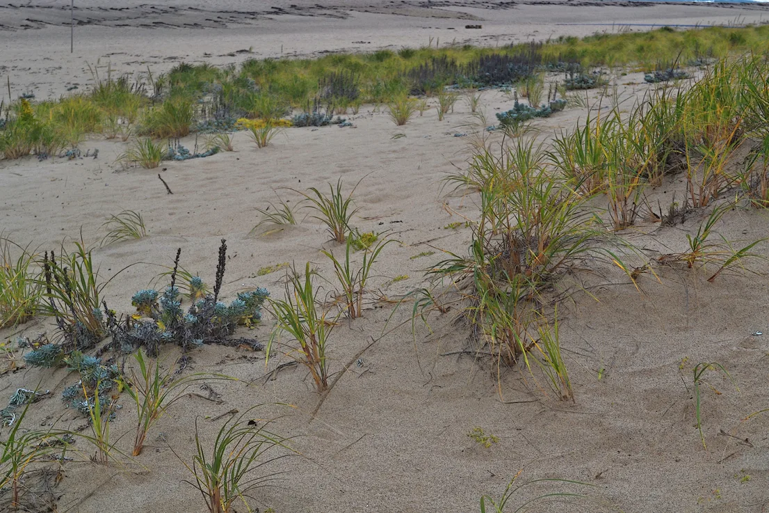 Cape Cod 13