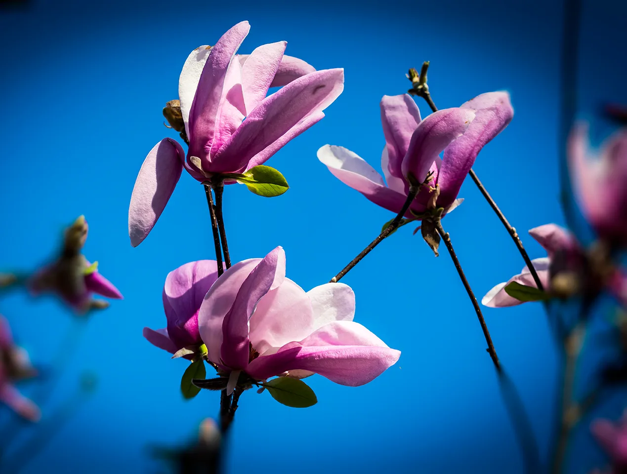 Japanesetulip 1