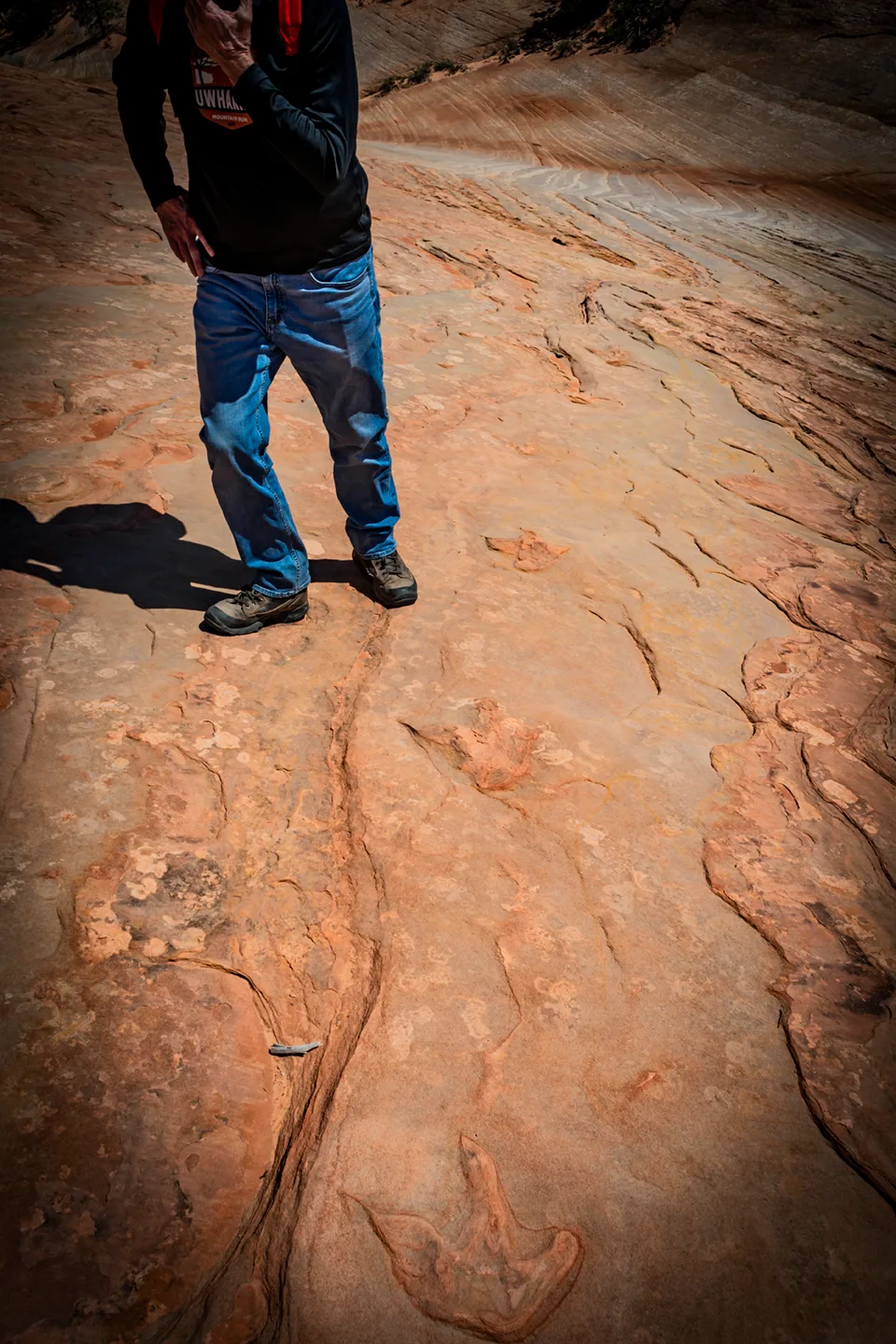 Dinosaurtracks 2
