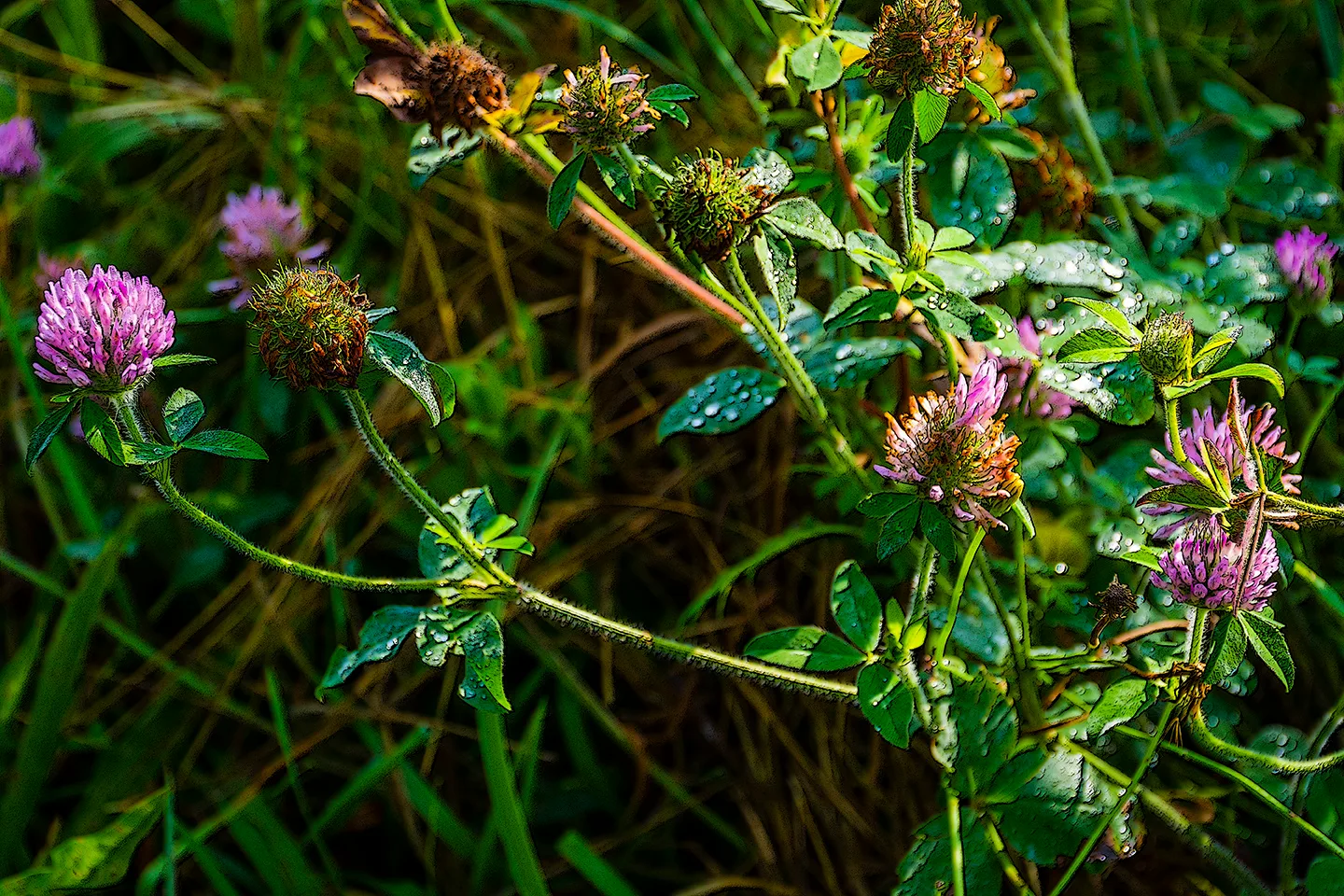 Clover 1