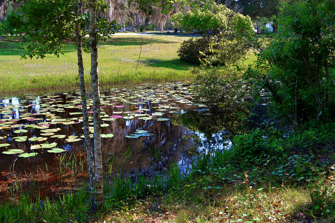 Crosbylilies 3