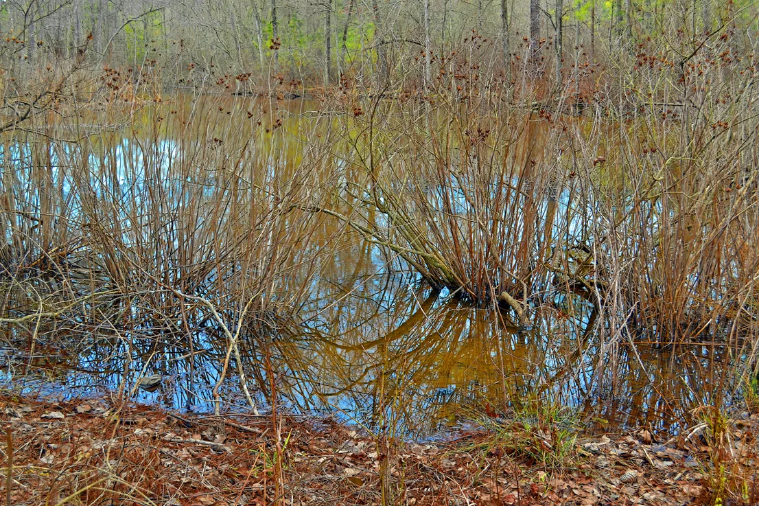 Wildlife Access 8
