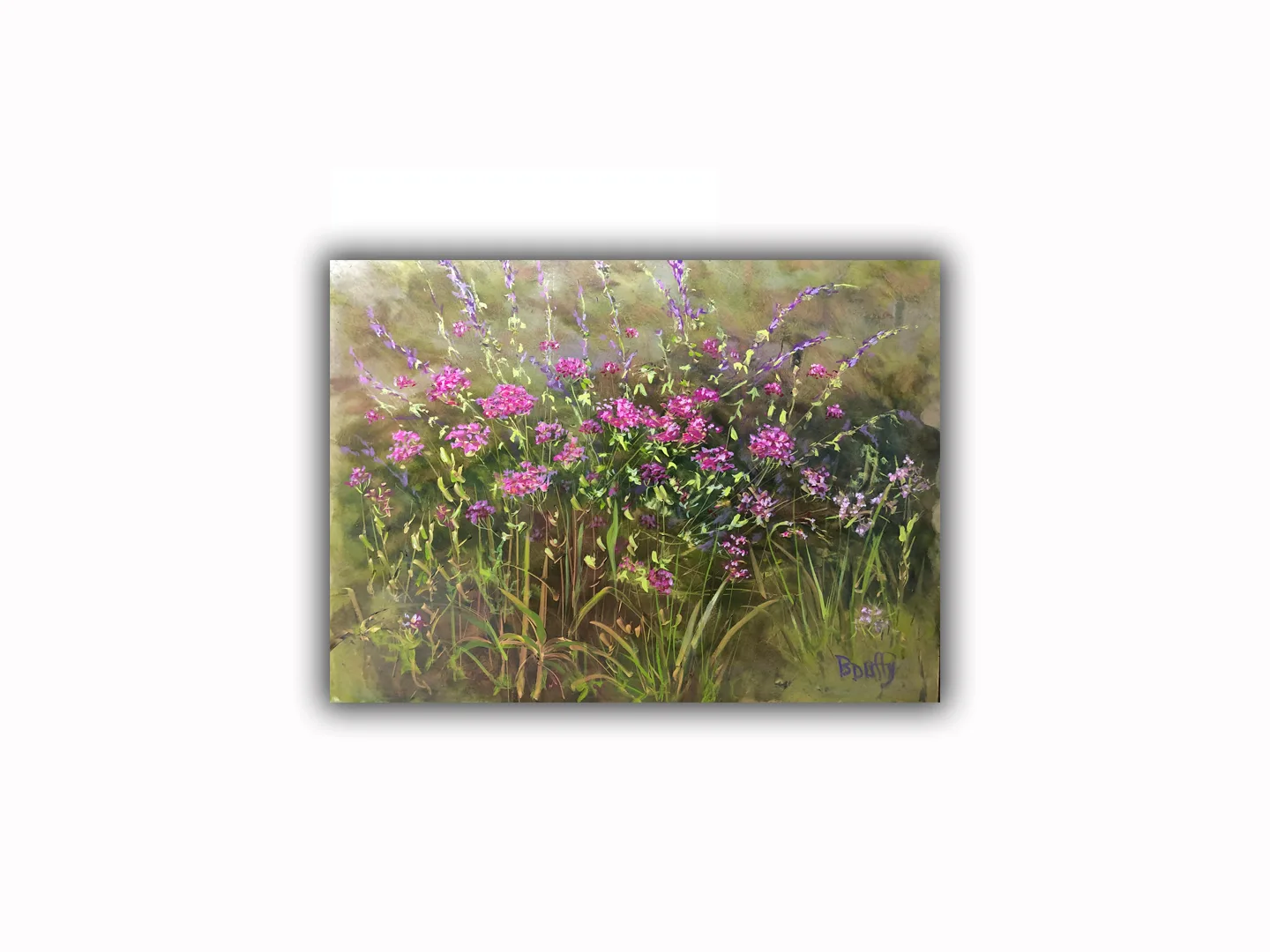 Bethanysyardphlox 1