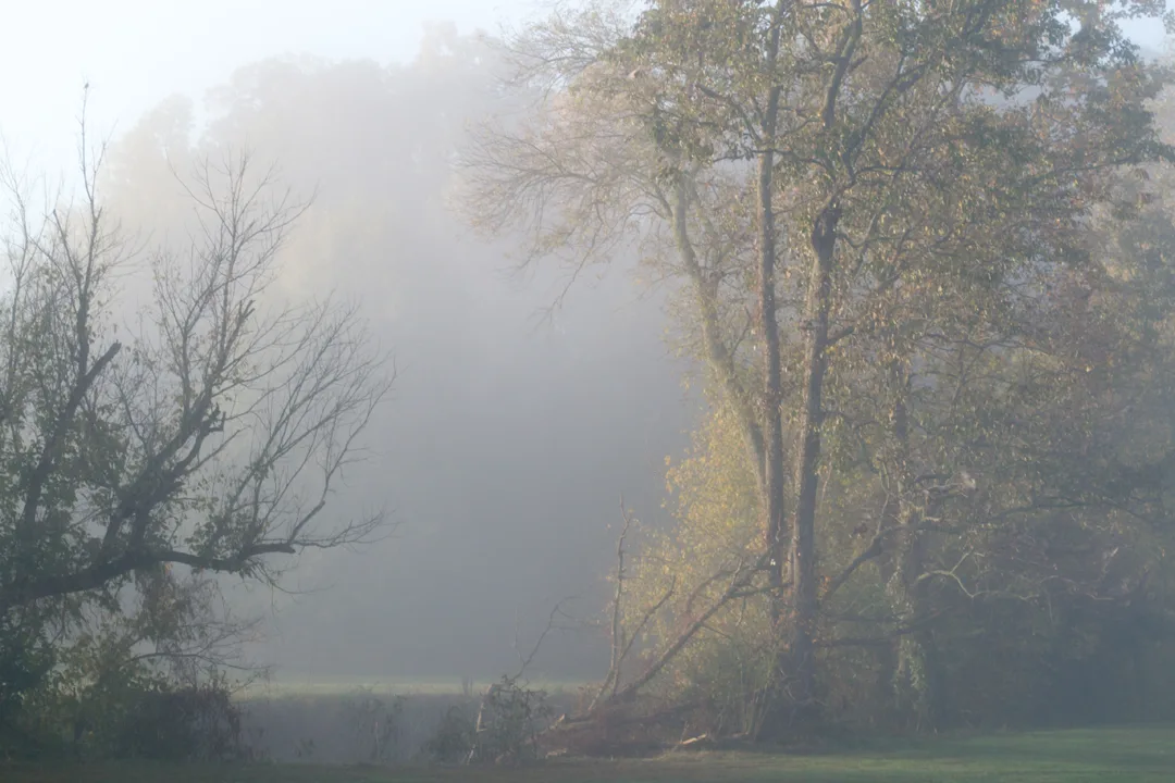 Sloan Fog