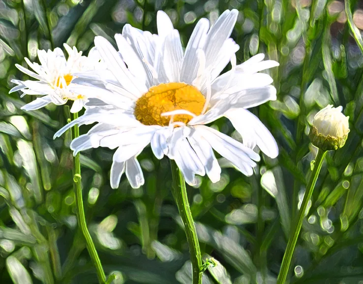 Daisy Accented