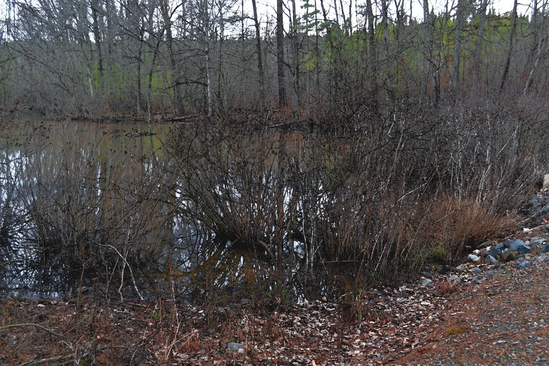 Wildlife Access 9