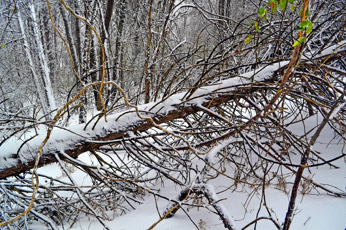 Downed Tree Wc