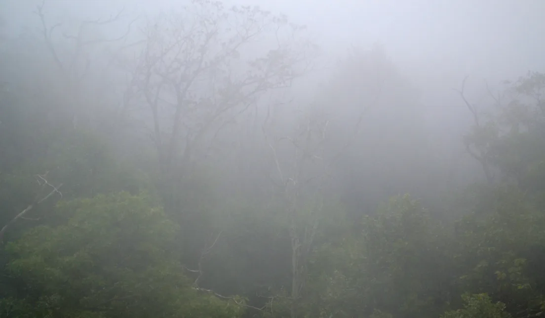 Treesandfog