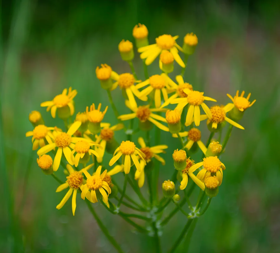 Yellowdaisy 4