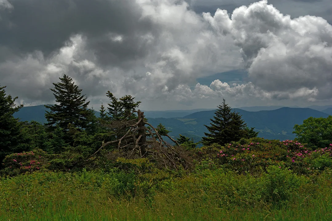 Roan 1