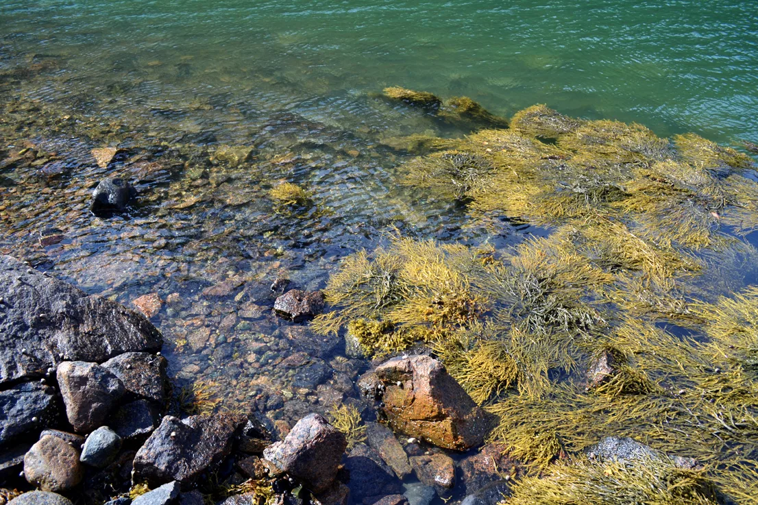 Acadia Shore 5
