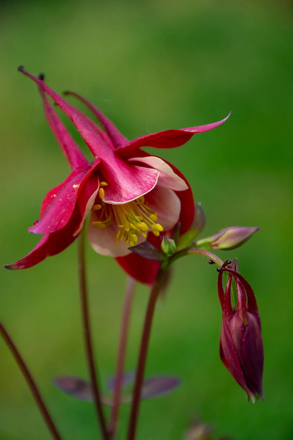 Flower 3
