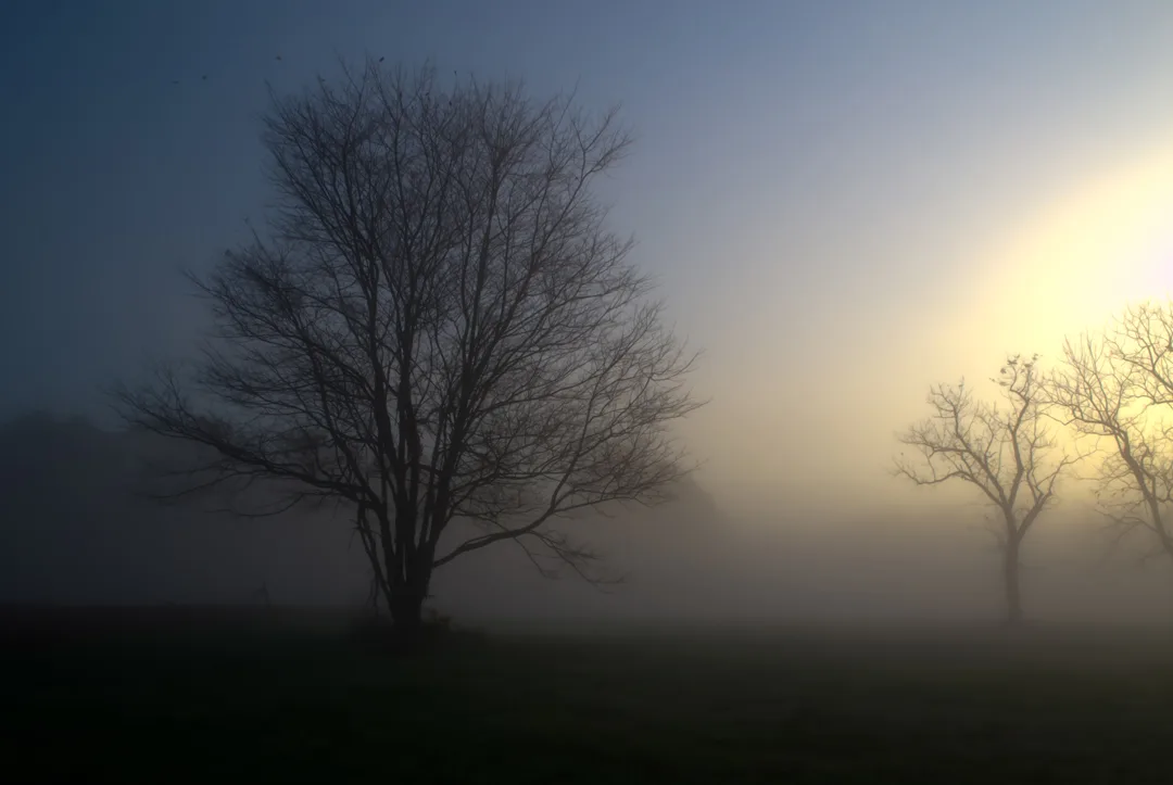 Tree Fog Oct 18