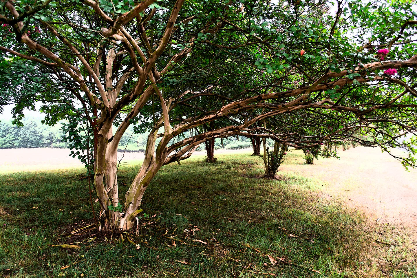 CrepeMyrtle 1