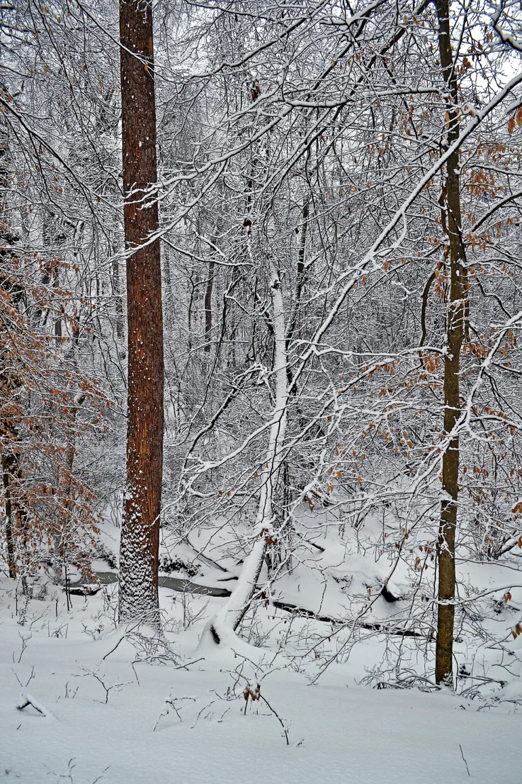 Creek Branch 8