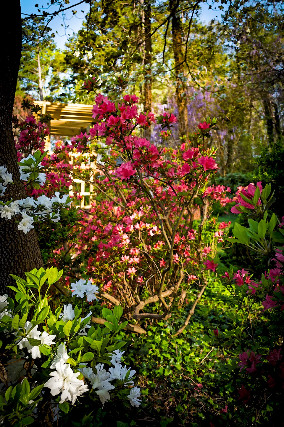 Azaleas 6