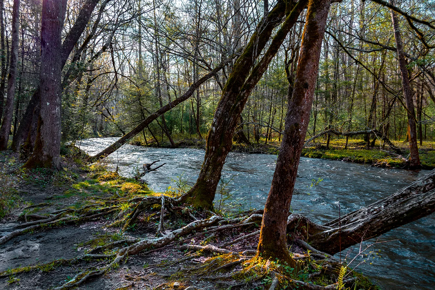 Cadescove 10
