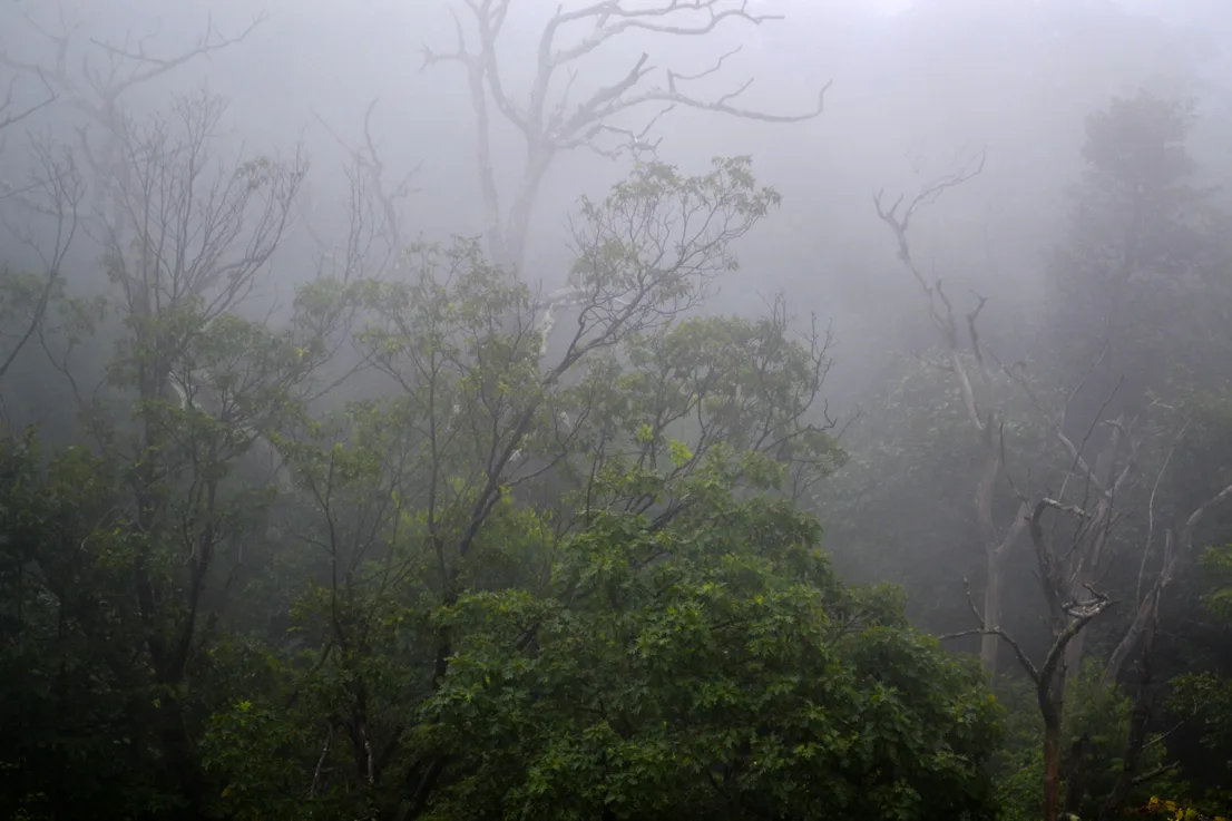 Treesandfog 2