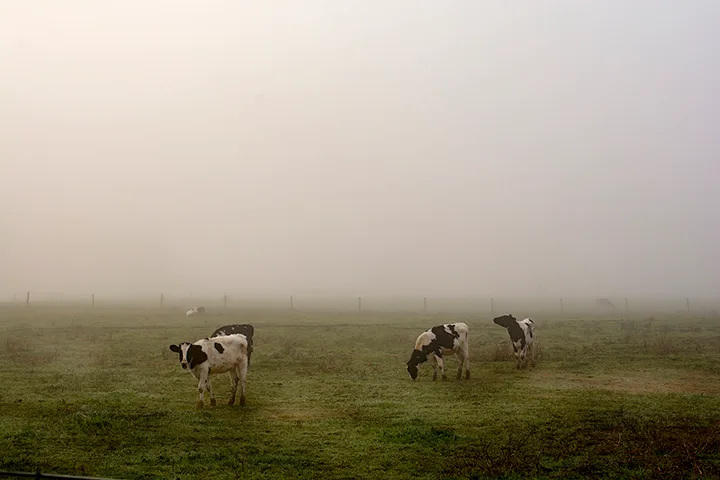 2015 Cows 1