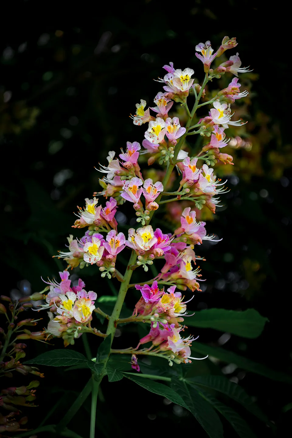 Flower 2