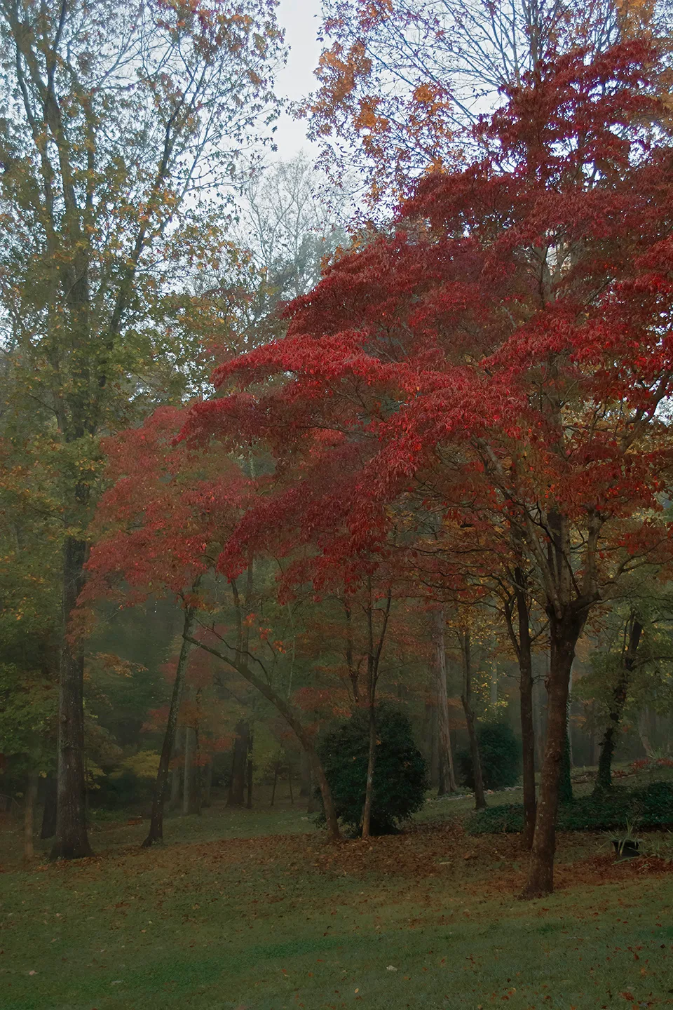 Backyard 1