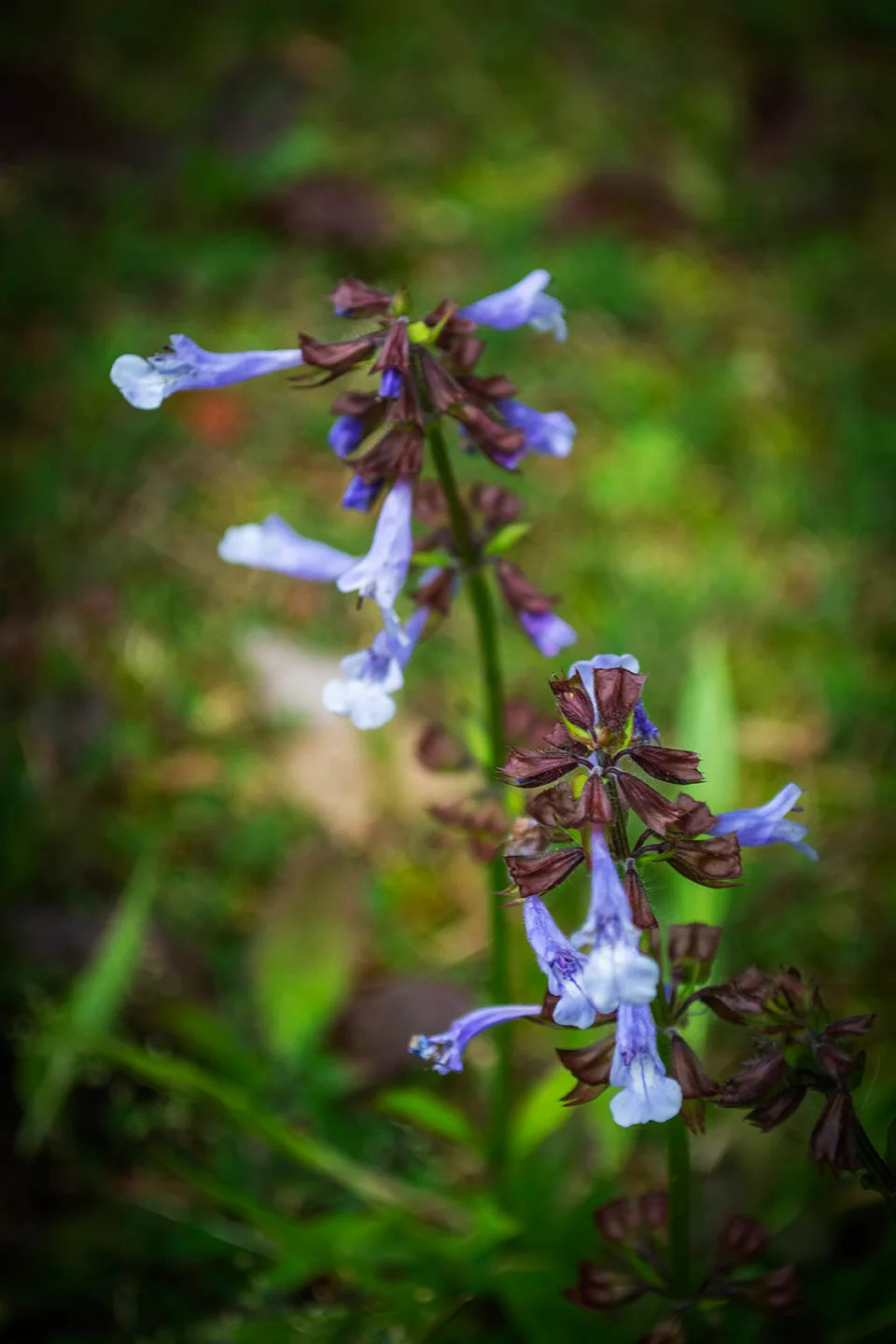 Purpleweed 1
