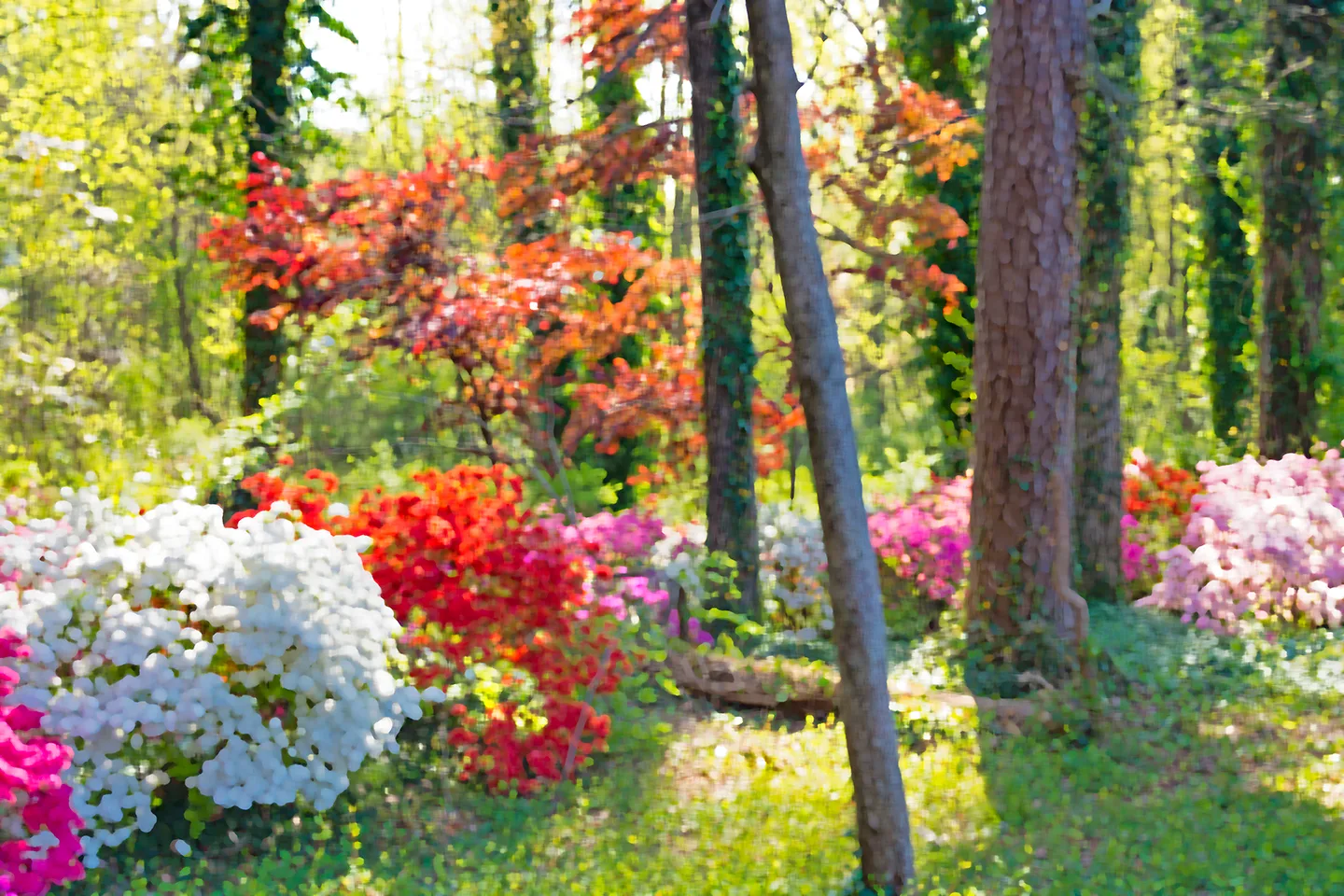 Azalea 1