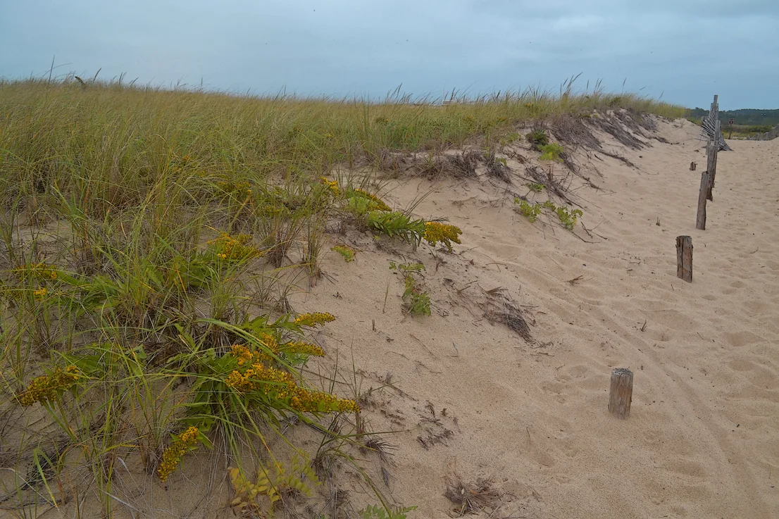 Cape Cod 11