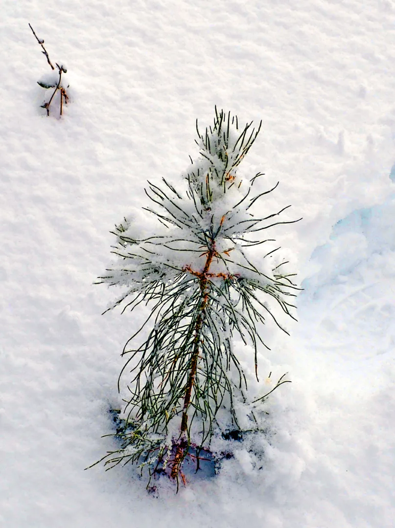 Little Tree