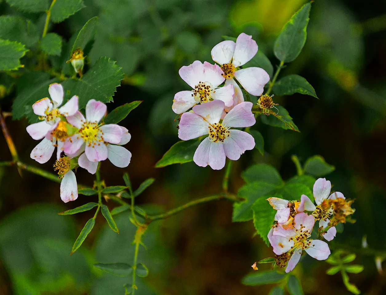 Wildrose 2
