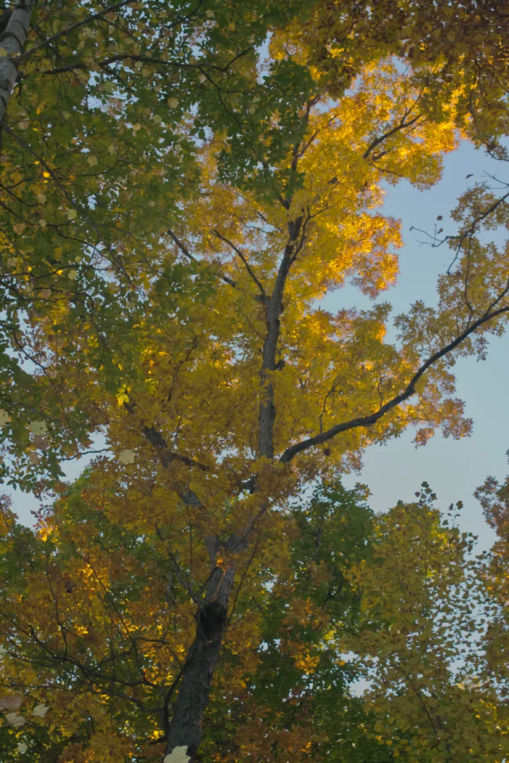 Sunset Trees