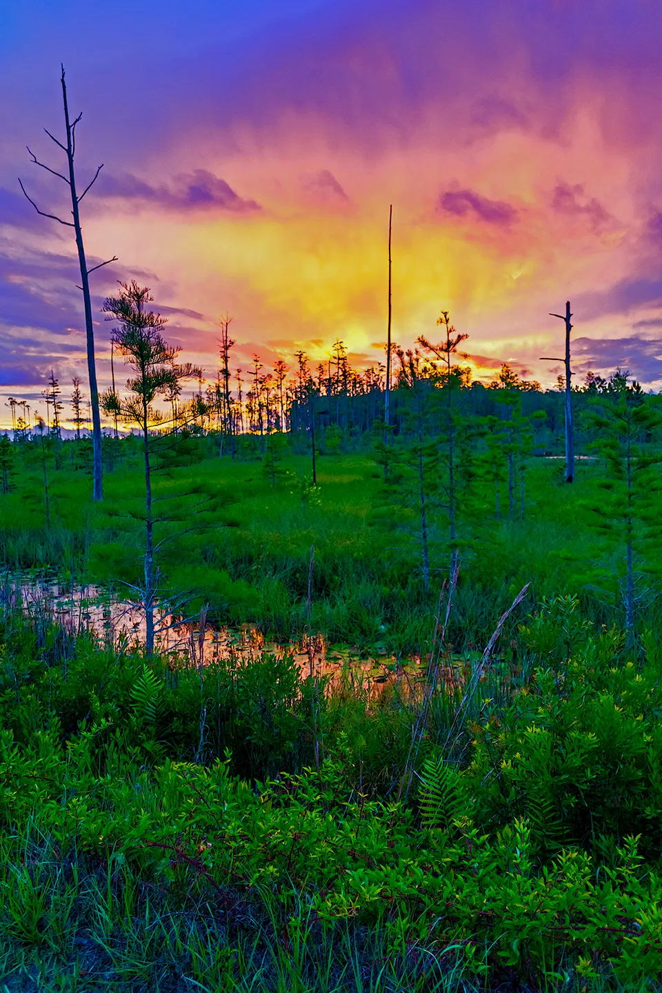Flswamp 7