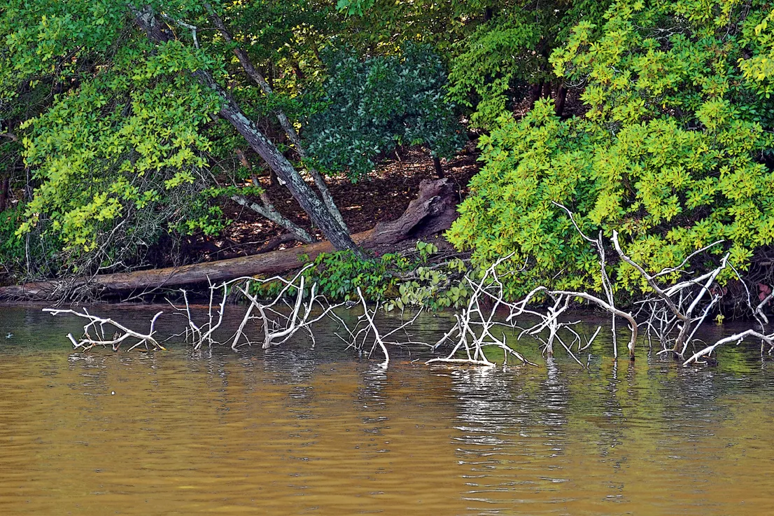 Yadkin-Peedee 35