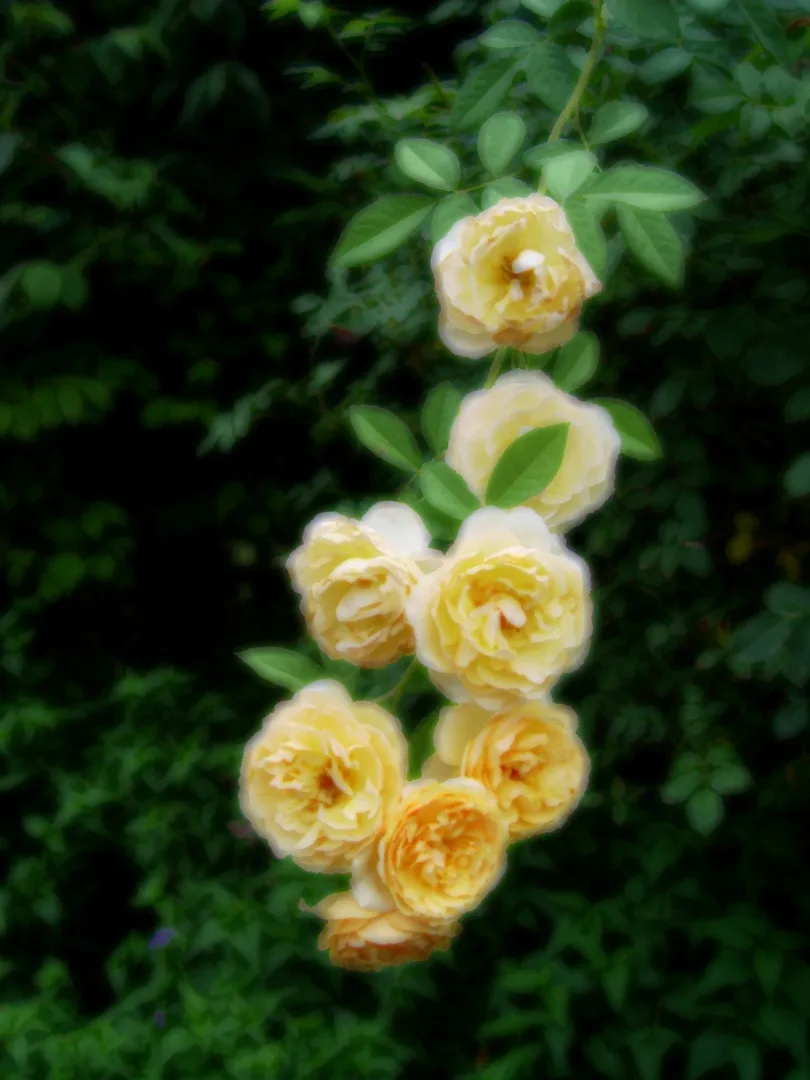 Roses Under