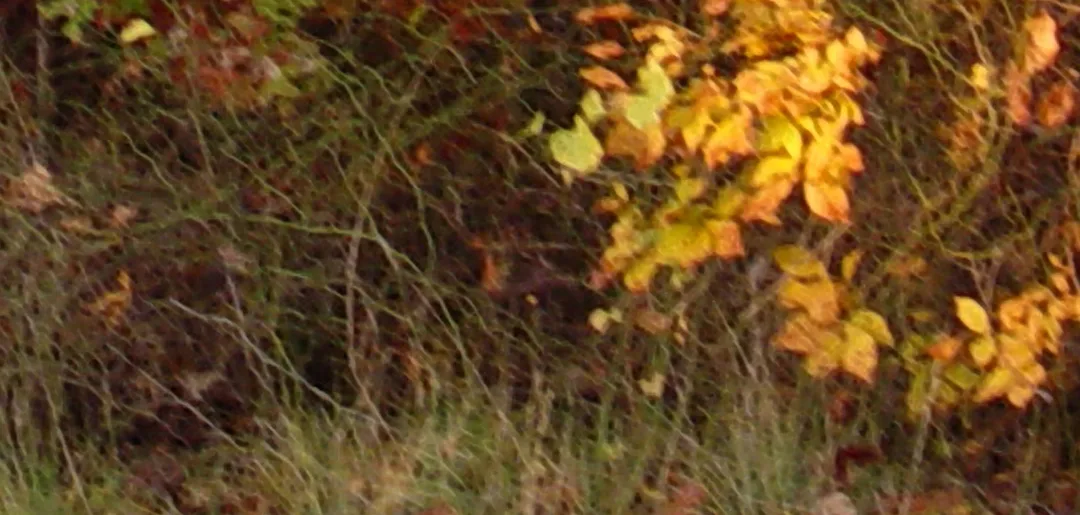 Autumn Grass