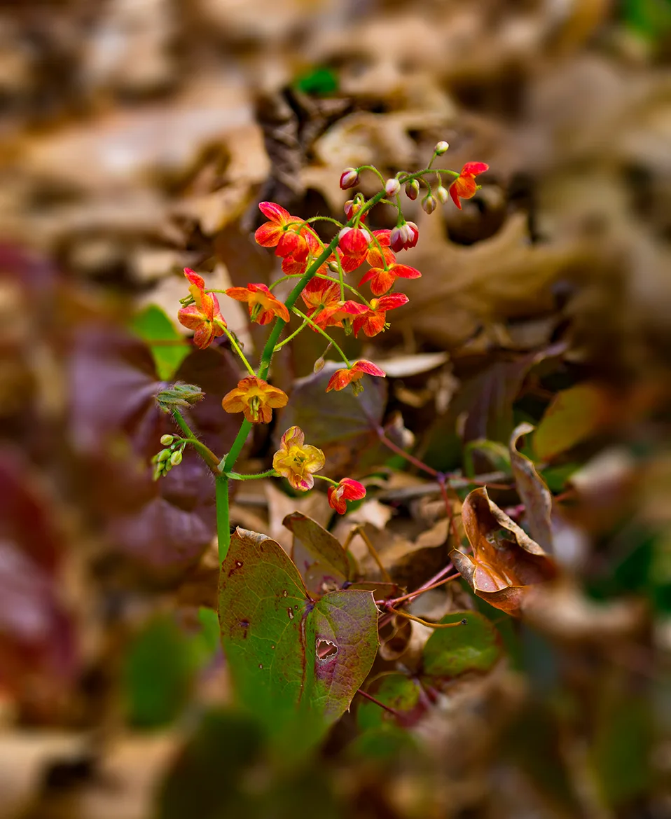 Orangeflower 1
