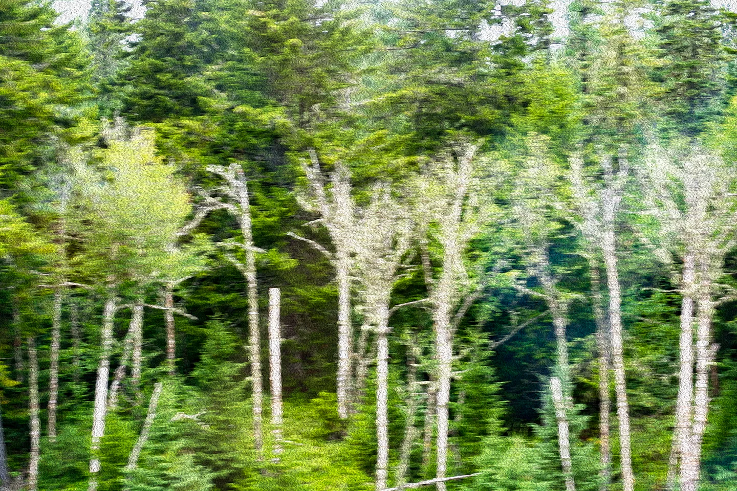 Maine 6
