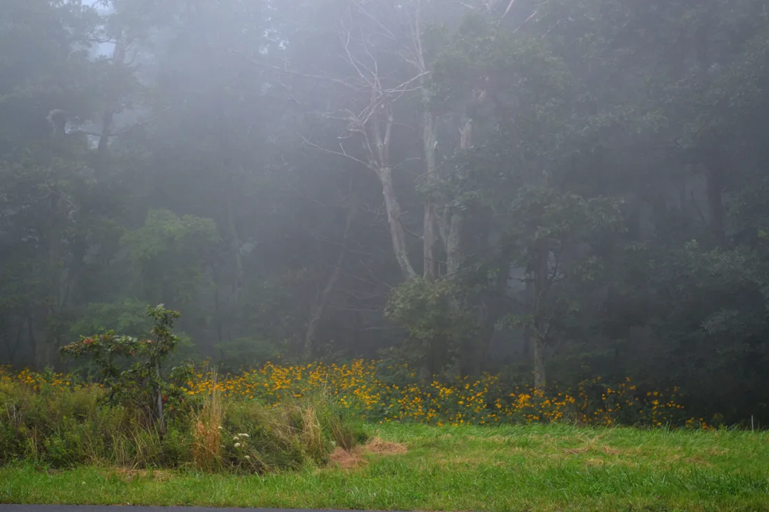 Foggy Landscape