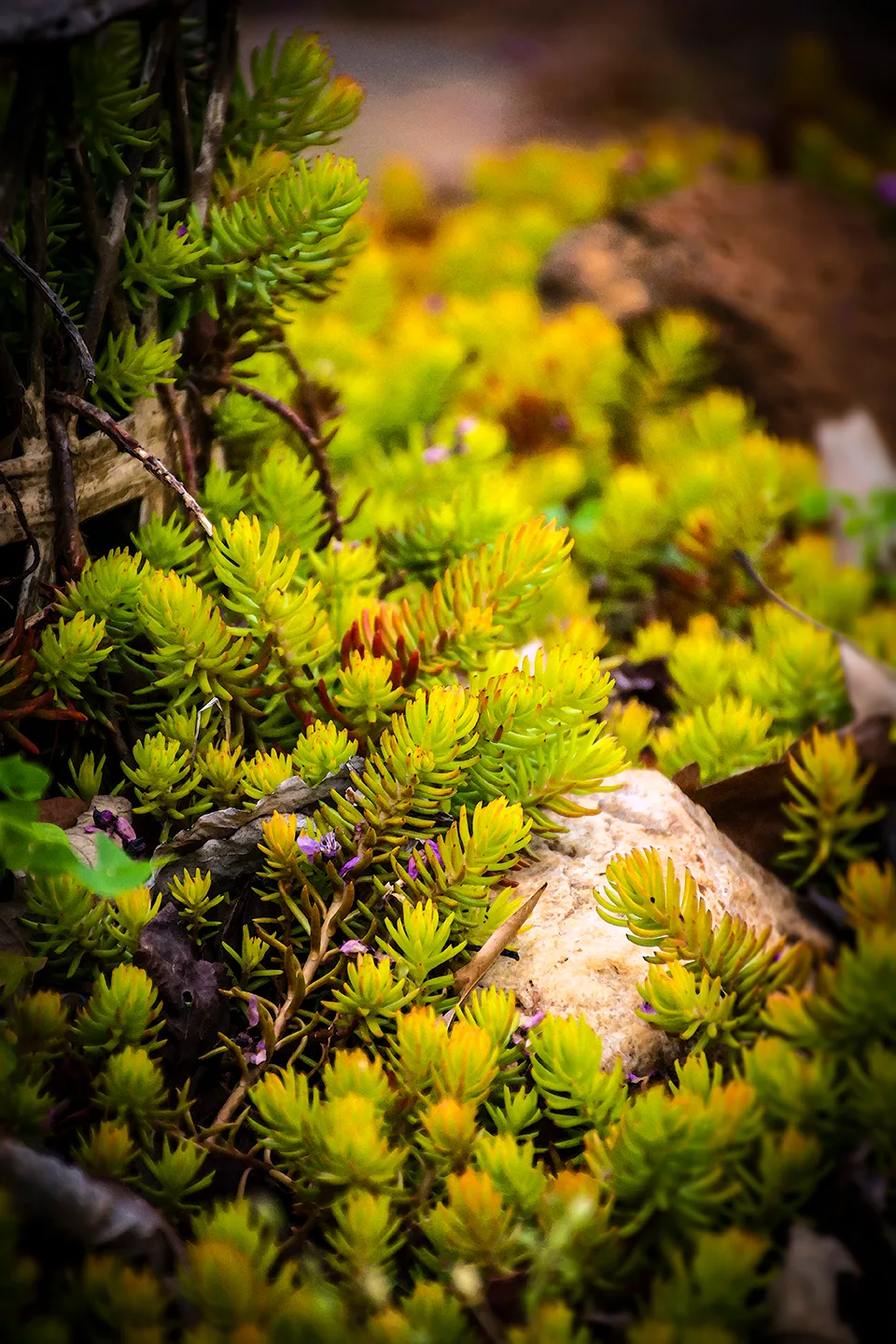 Iceplant 2